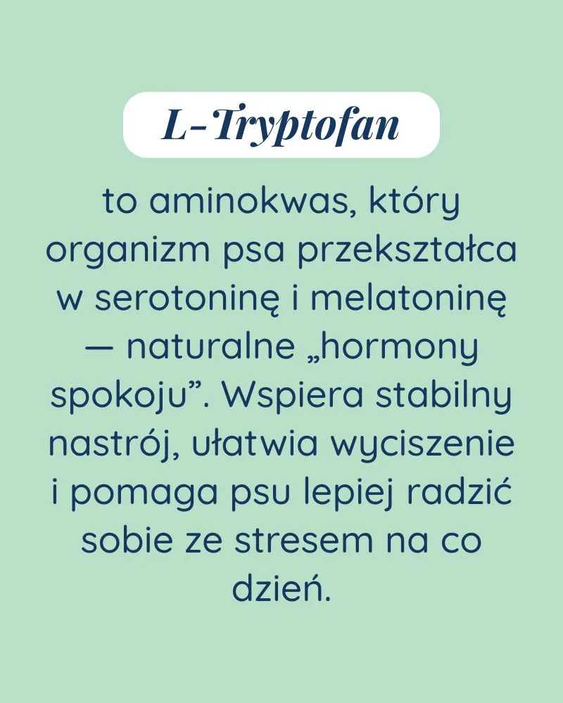 Spokój dla psa - zdjęcie 3