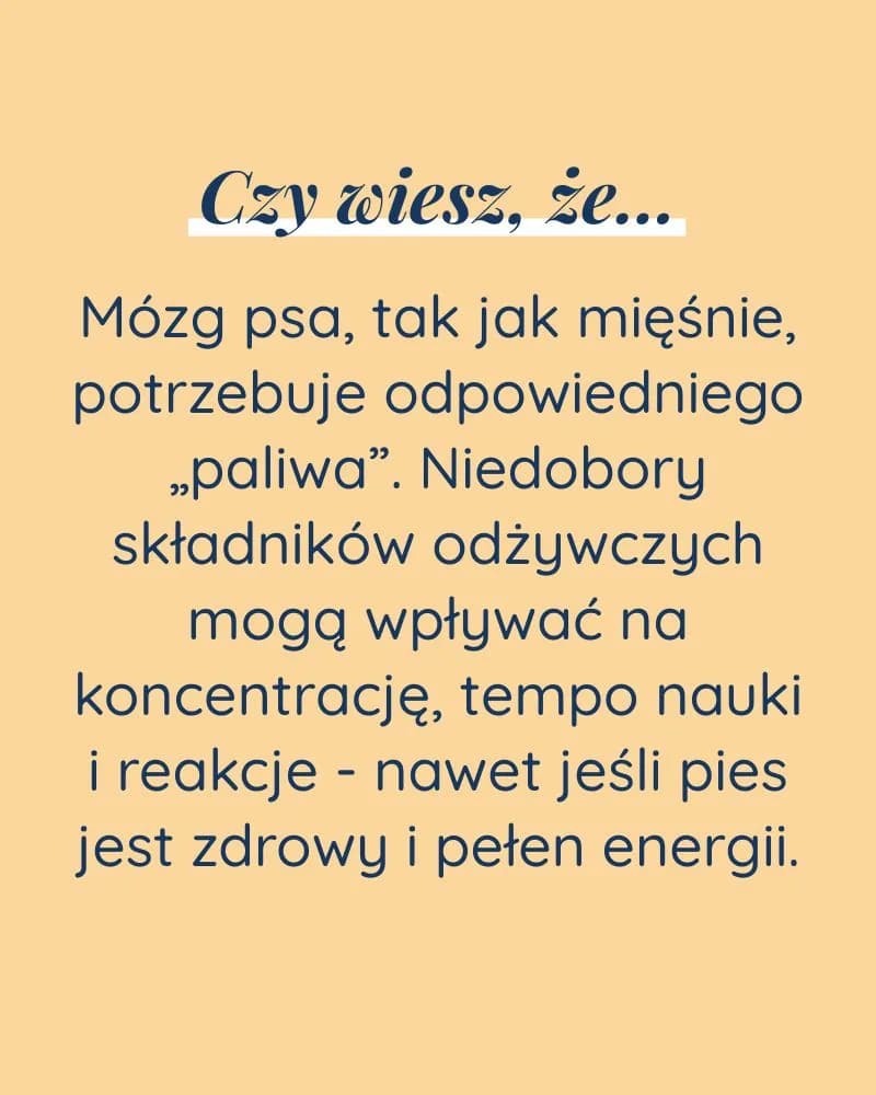 Bystry Umysł dla psa - zdjęcie 5