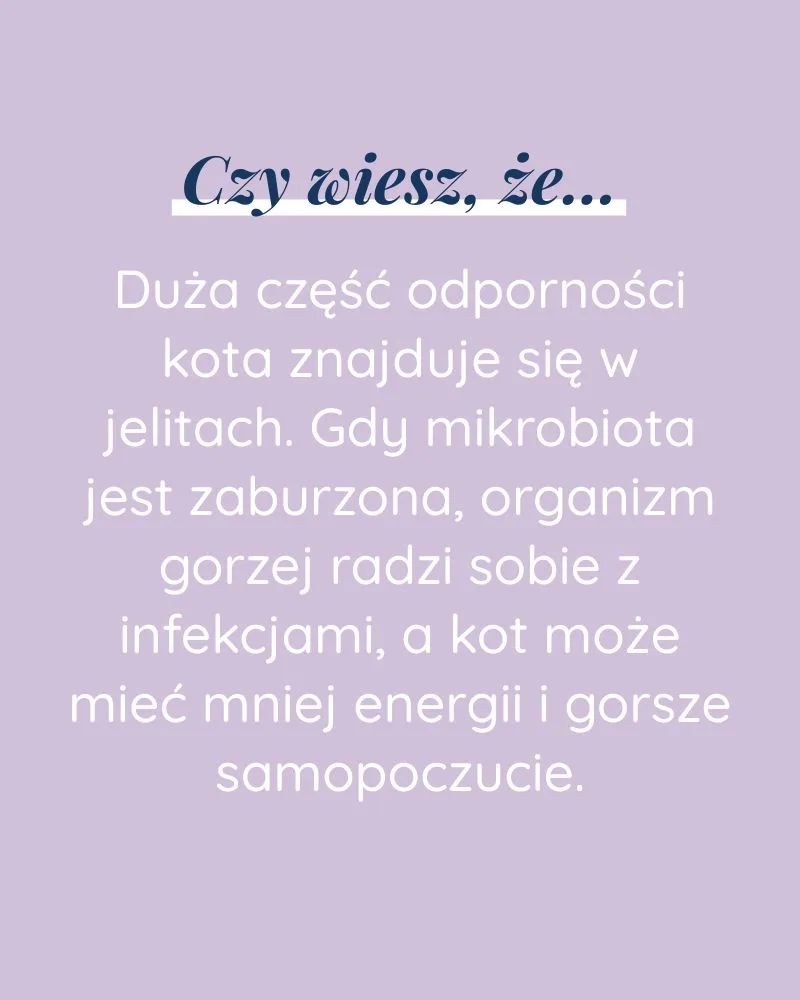 Odporność dla kota - zdjęcie 6
