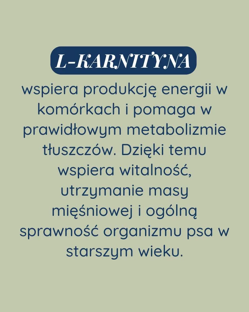 Senior dla psa - zdjęcie 3