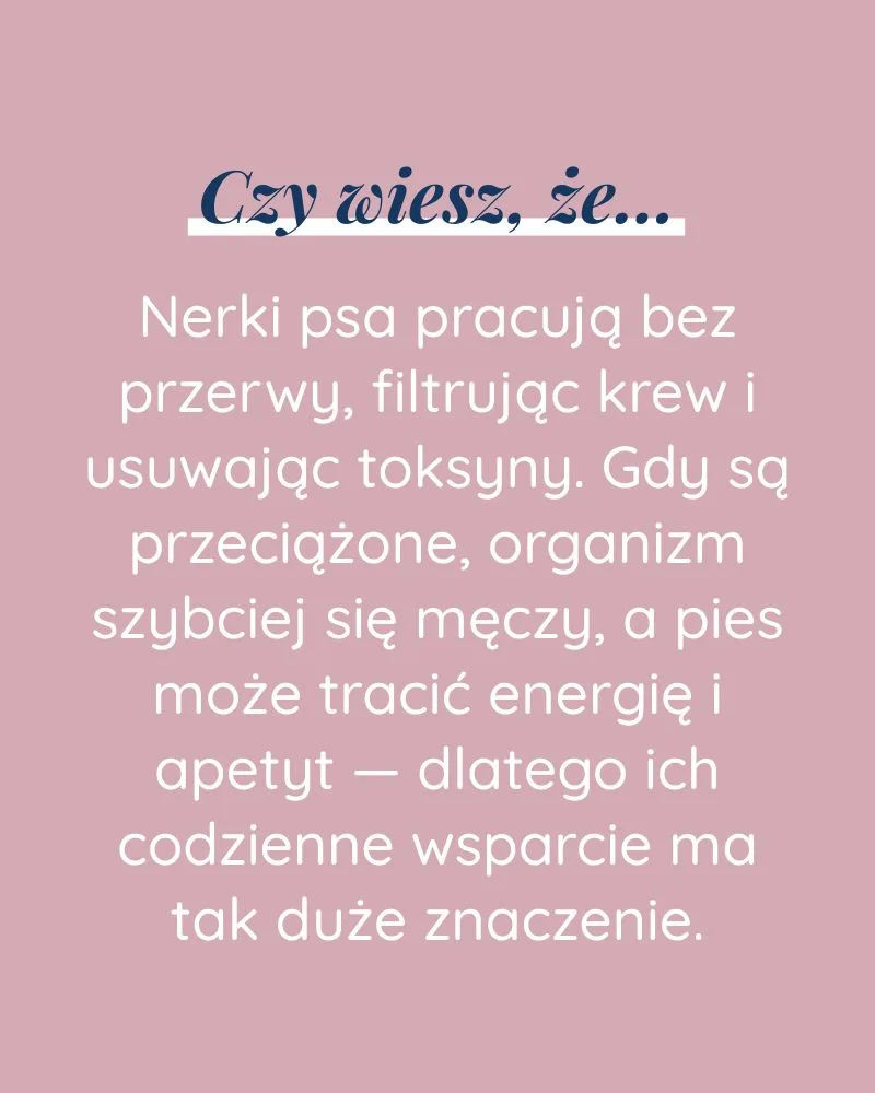 Wsparcie Nerek dla psa - zdjęcie 5