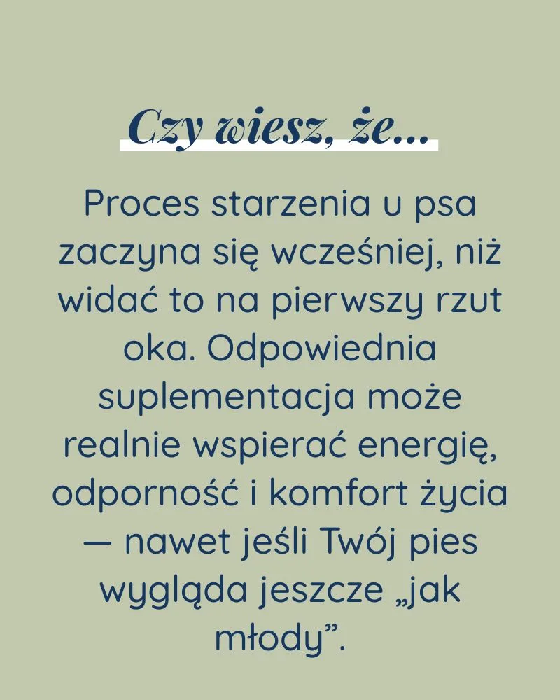 Senior dla psa - zdjęcie 5
