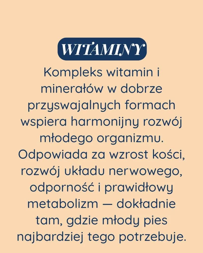 Szczeniak dla psa - zdjęcie 3