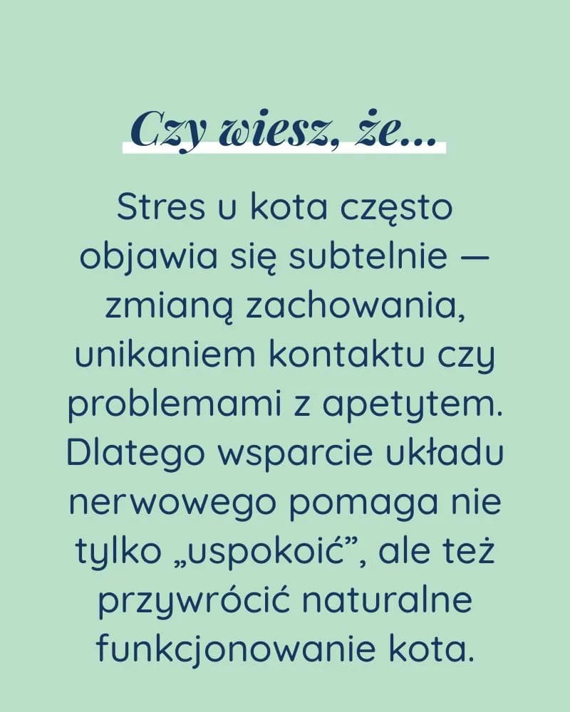 Spokój dla kota - zdjęcie 6