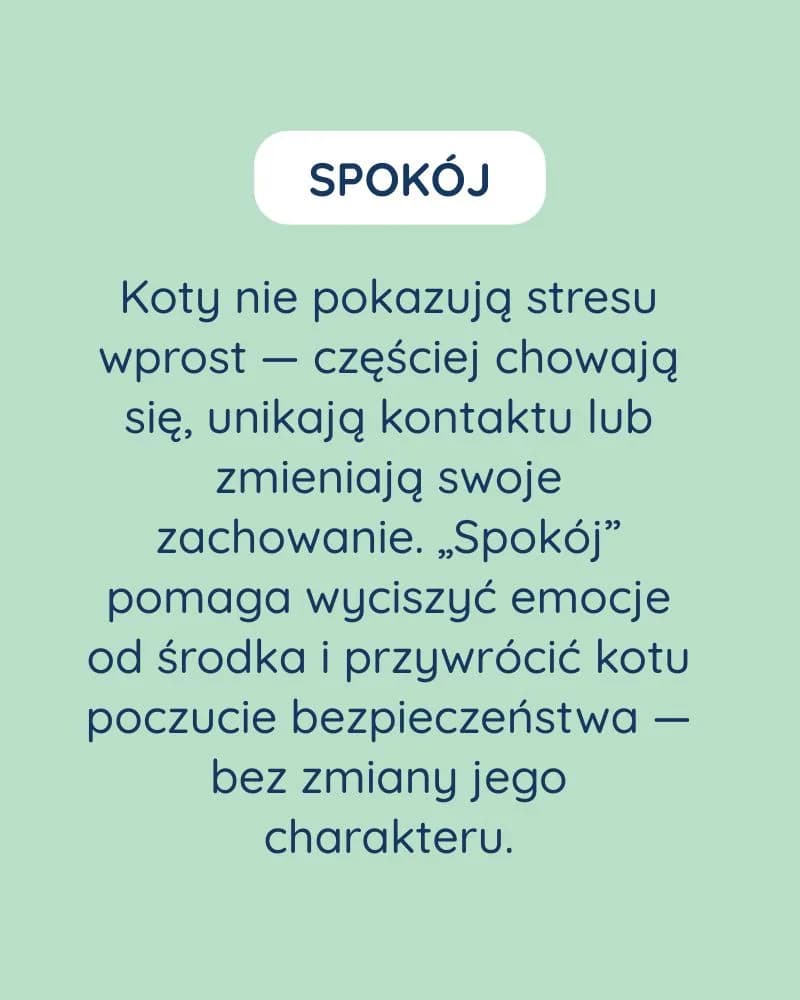 Spokój dla kota - zdjęcie 3