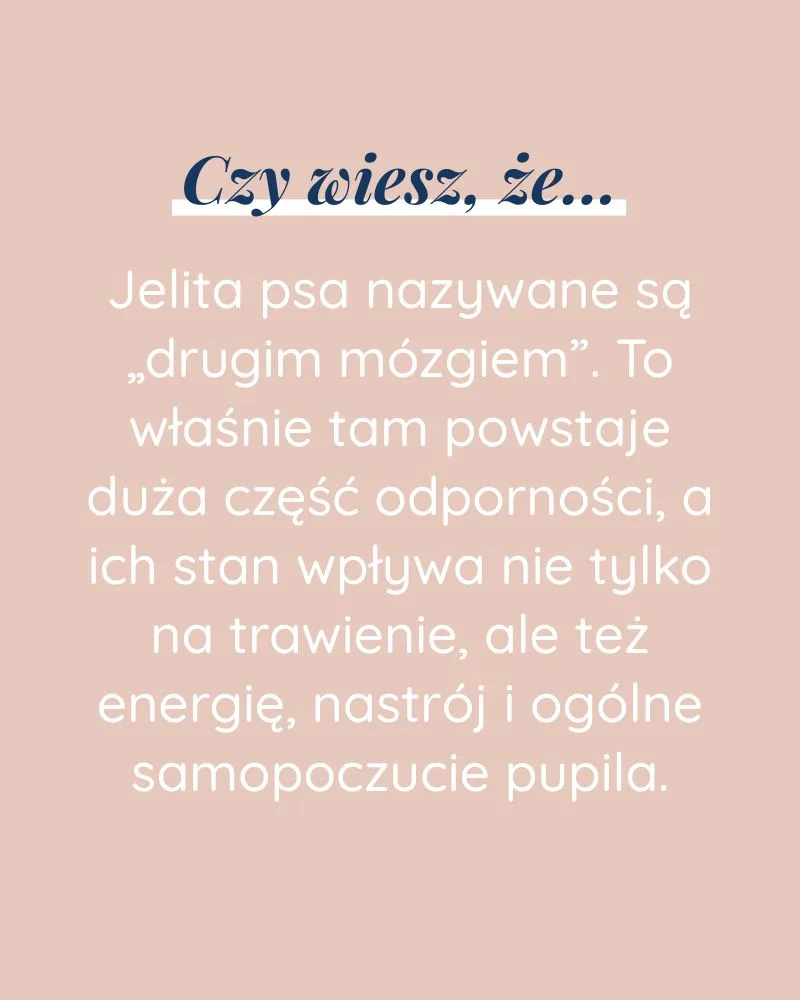 Zdrowie Jelit dla psa - zdjęcie 5